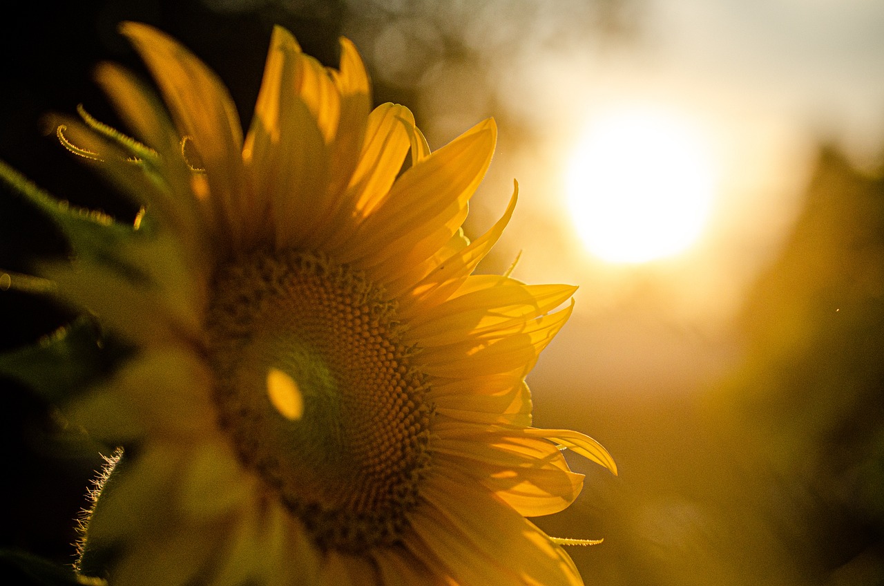 sunflower-5370278_1280